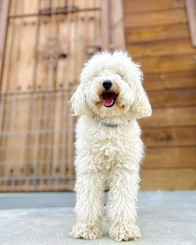 Residencia Canina Hachiko con habitaciones individuales amplias y limpias en Alhaurín de la Torre