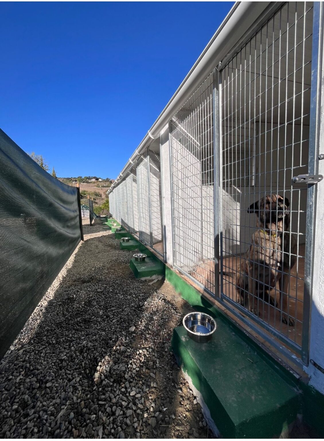 Administración de medicación y cuidados específicos para perros en Alhaurín de la Torre