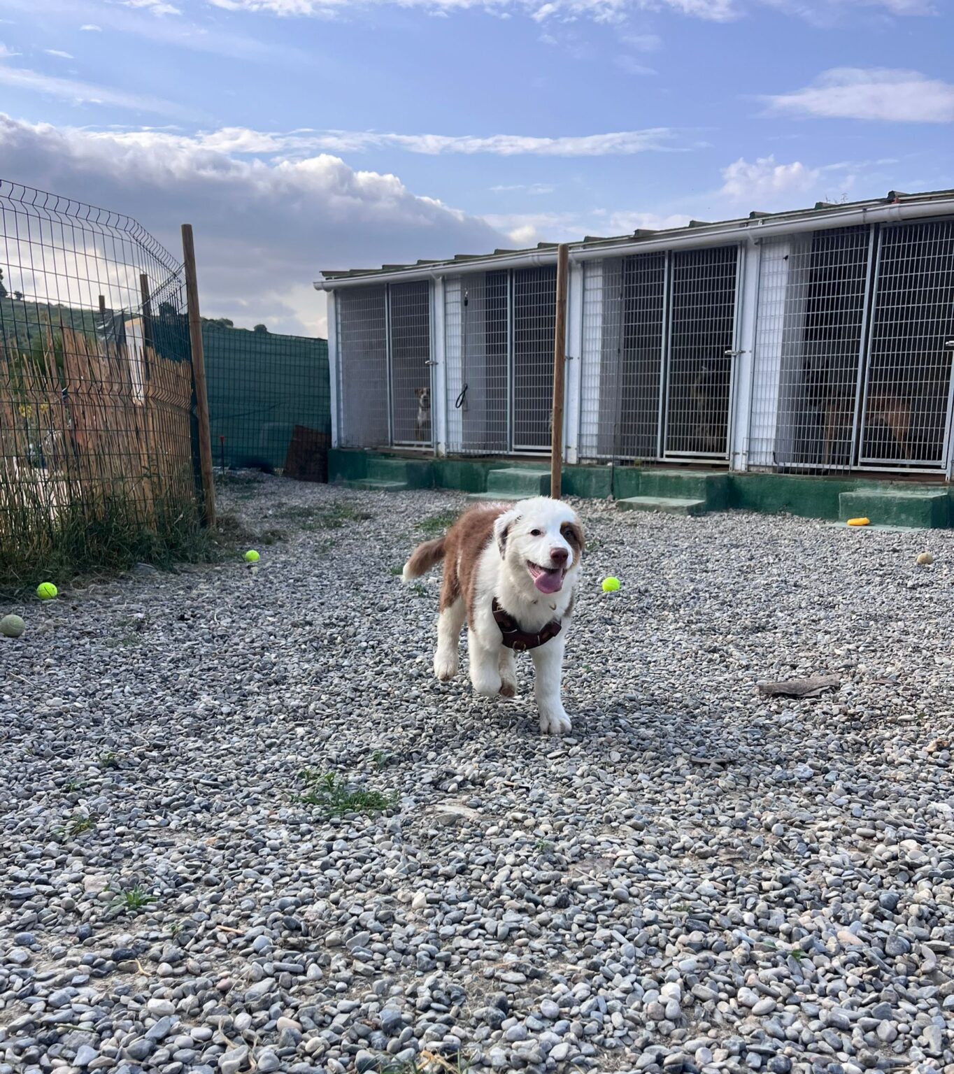 Residencia Canina Hachiko alimentación de alta gama y respeto por horarios de comida